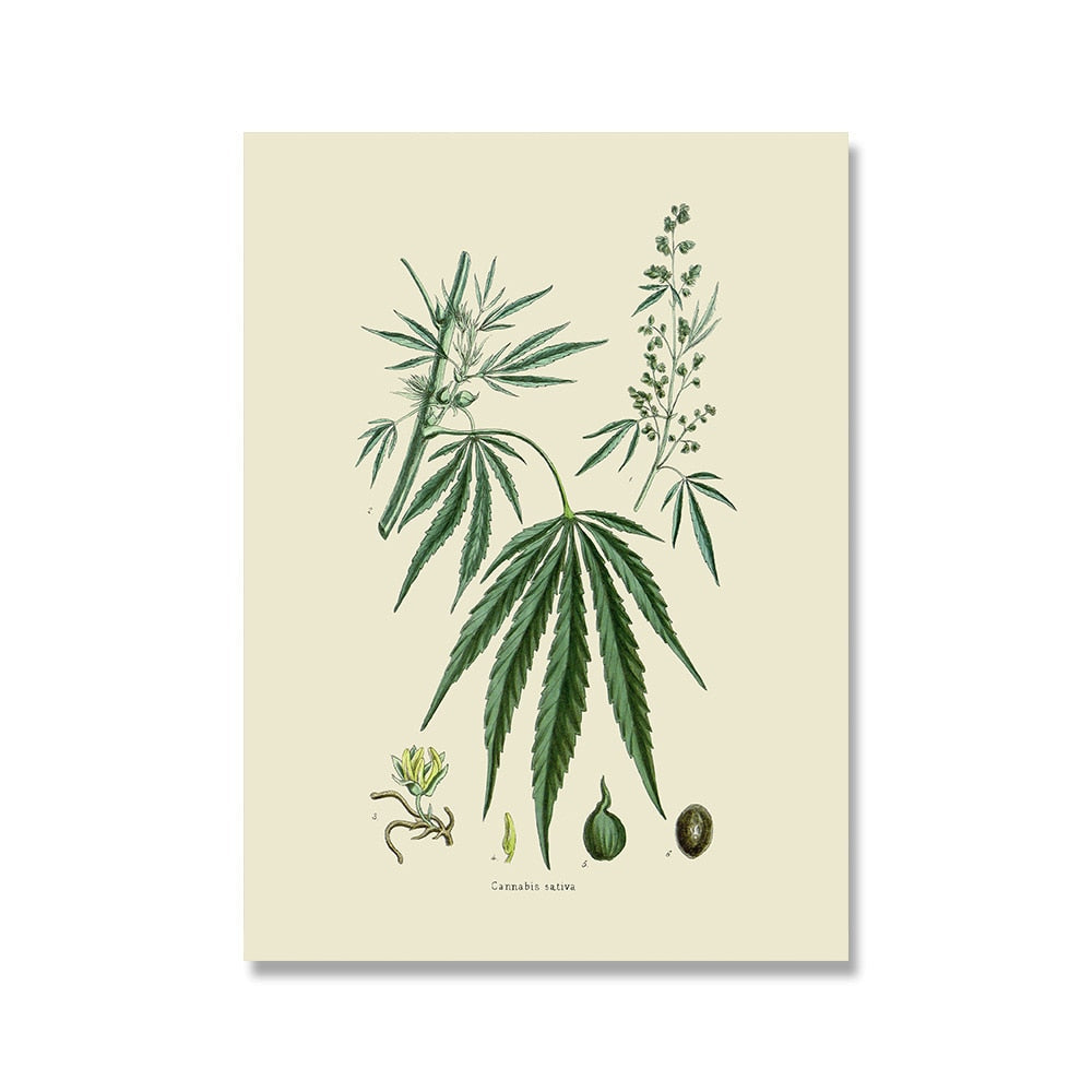 Herb Weed Botanical Vintage Canvas Art