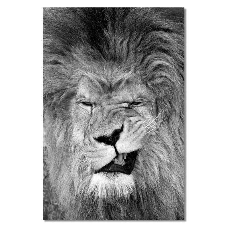 Black And White Funny lion Wall Art Canvas