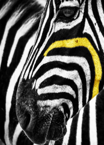 Black and White Zebra Canvas Art