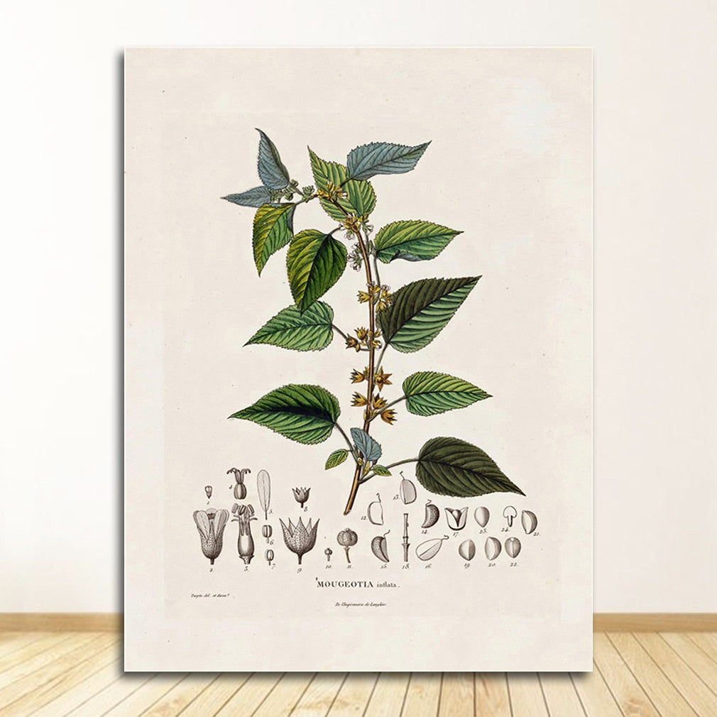 Botanical Studies Wall Art Canvas