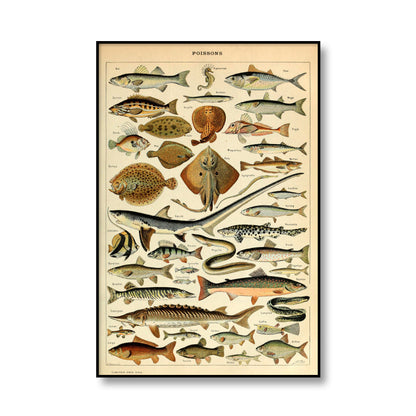 Retro Ocean Sea Shell Fish Animal Canvas Art