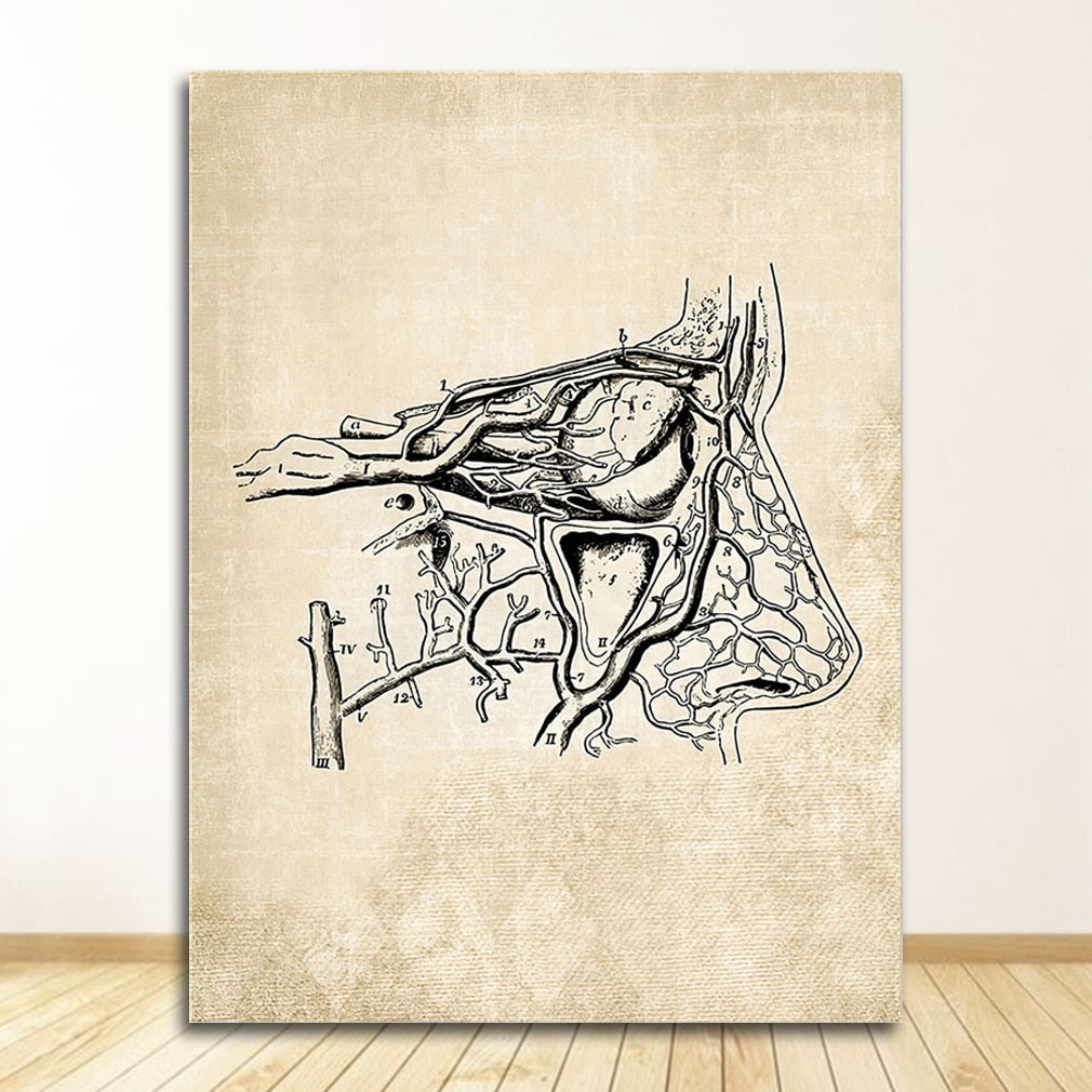 Vintage Anatomy Canvas Art