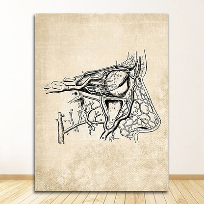 Vintage Anatomy Canvas Art