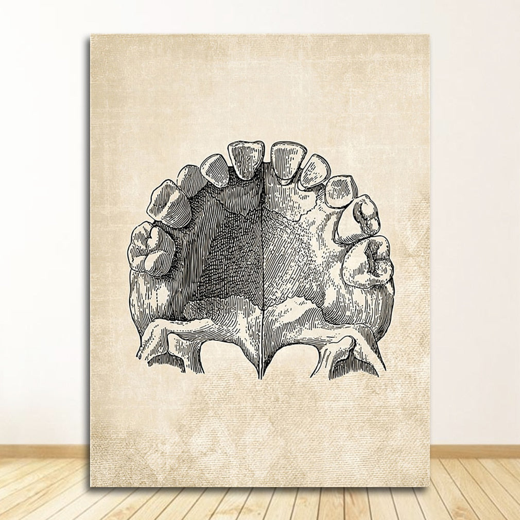 Vintage Anatomy Canvas Art