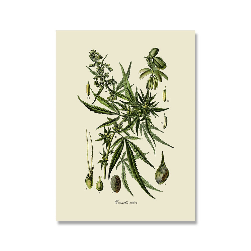 Herb Weed Botanical Vintage Canvas Art