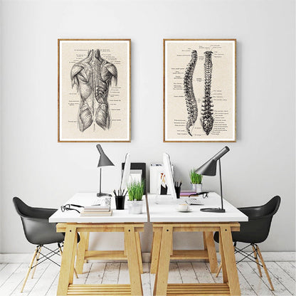 Vintage Human Anatomy Canvas Art