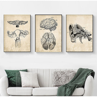 Vintage Anatomy Canvas Art