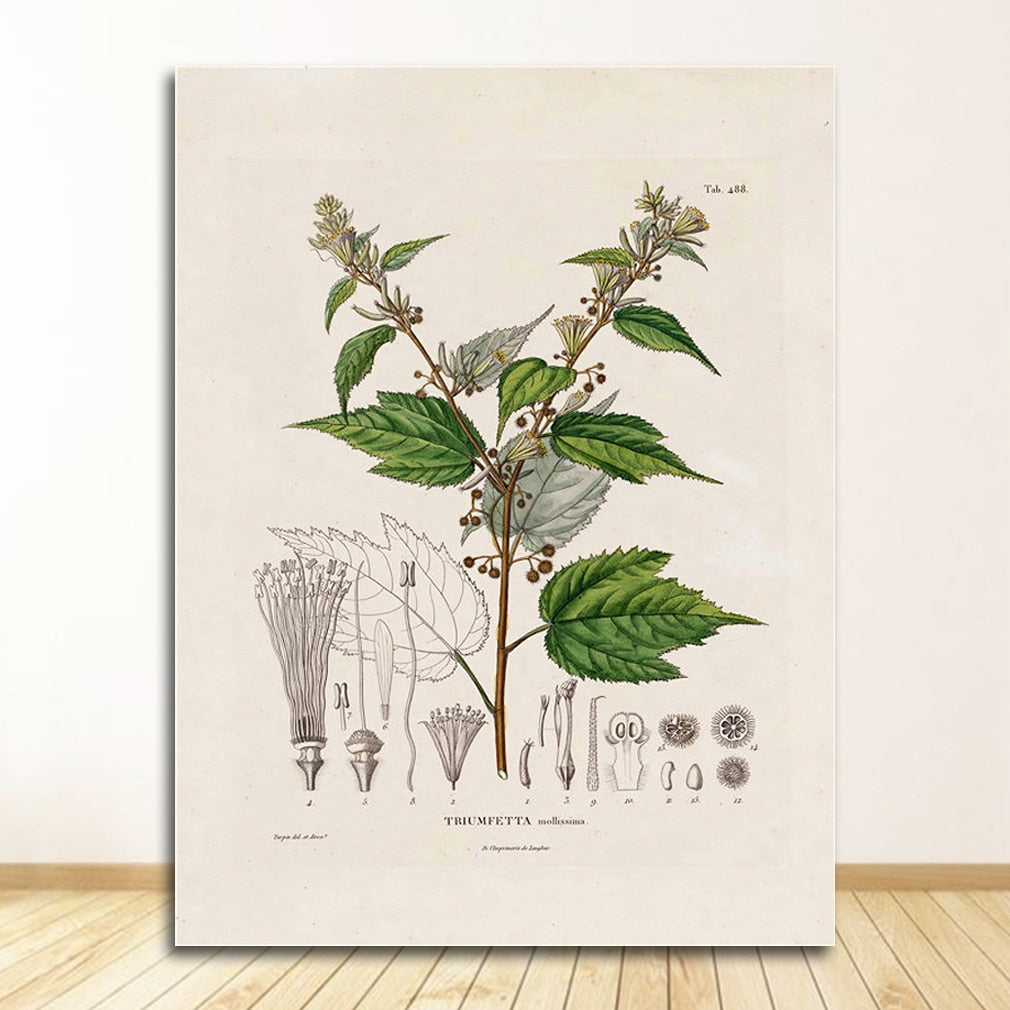 Botanical Studies Wall Art Canvas