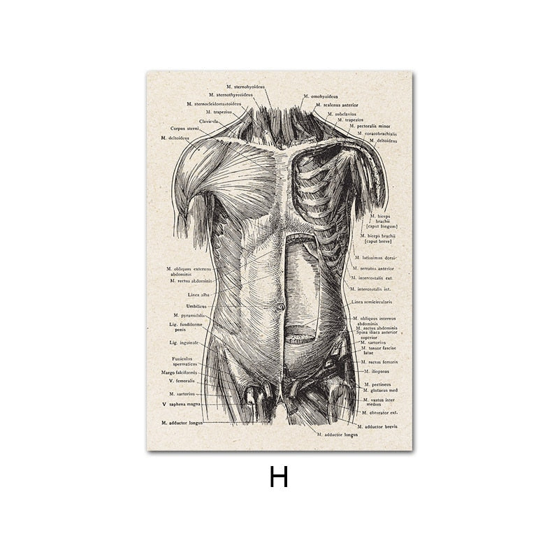 Vintage Human Anatomy Canvas Art