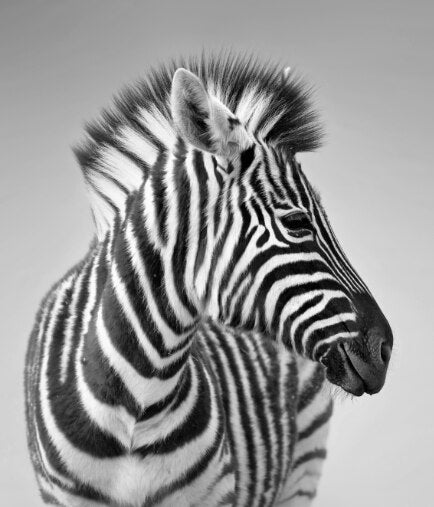 Black and White Zebra Canvas Art