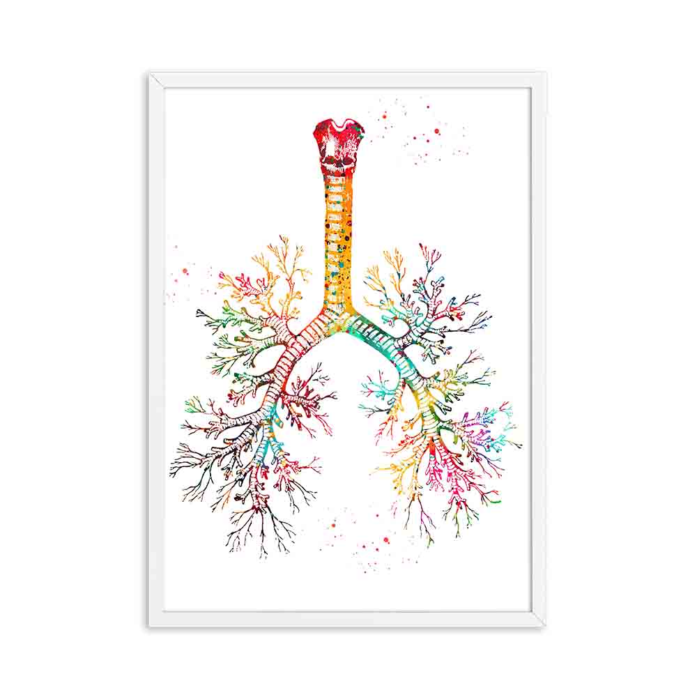 Human Anatomy Muscles System Canvas Art