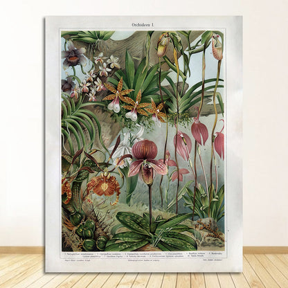 Orchids Late 1800s Botanical Poster Wall Art Canvas