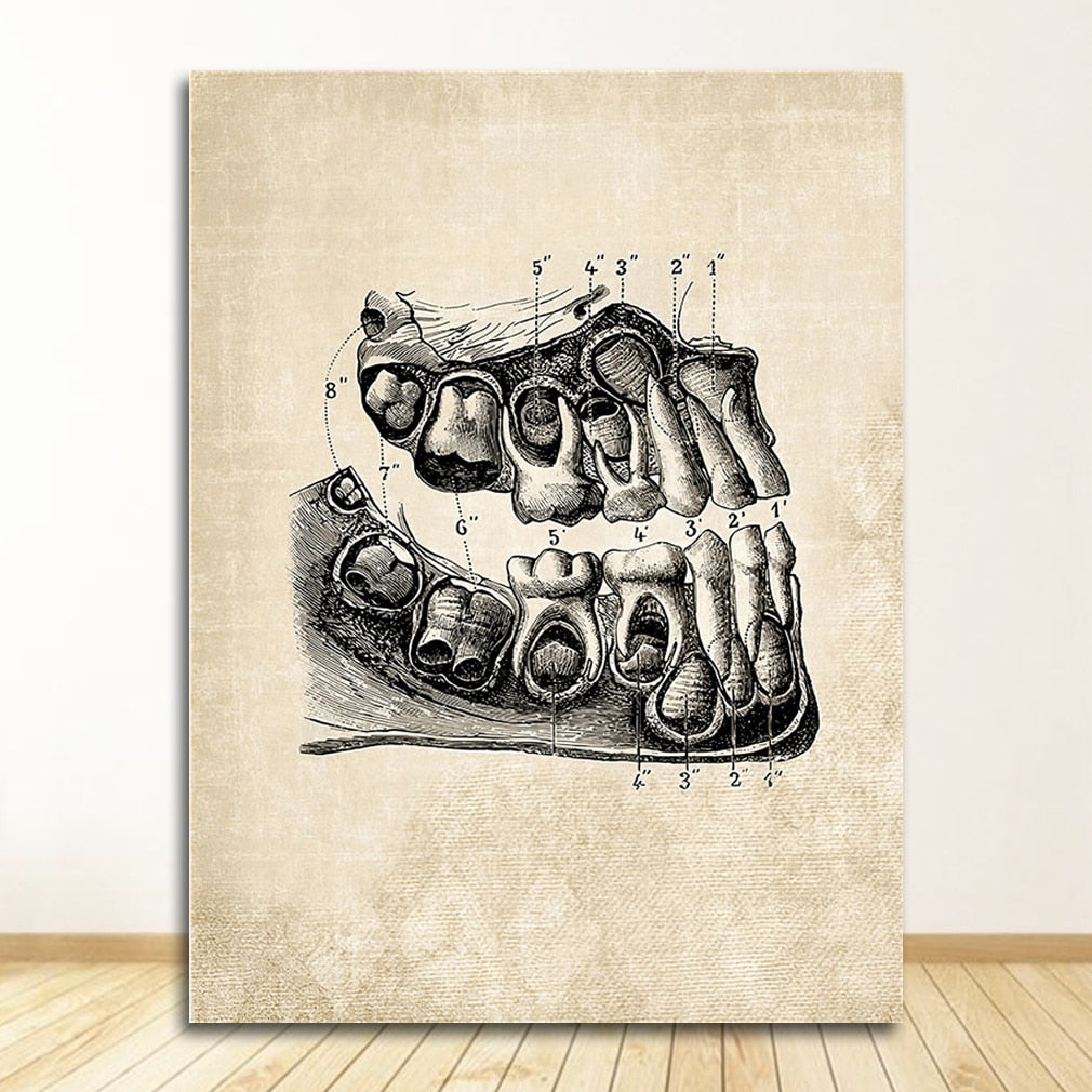 Vintage Anatomy Canvas Art