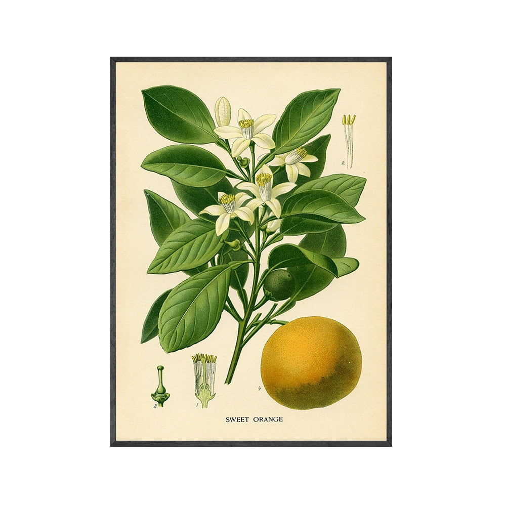 Lemon Vintage Botanical Canvas Art