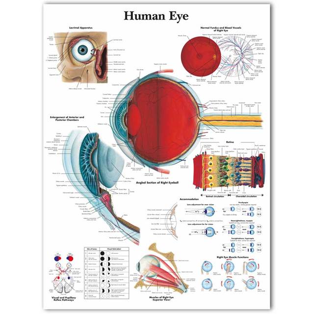 Eye Anatomy Ophthalmology Canvas Art