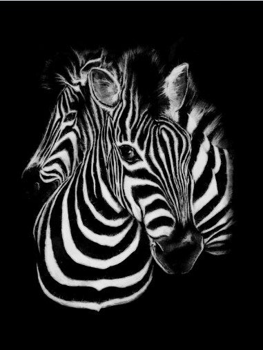 Black and White Zebra Canvas Art