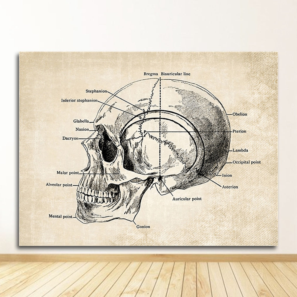 Vintage Anatomy Canvas Art