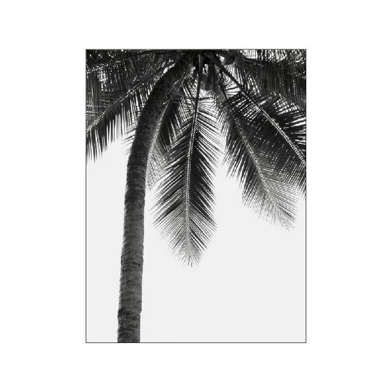 Black And White Palm Tree Canvas