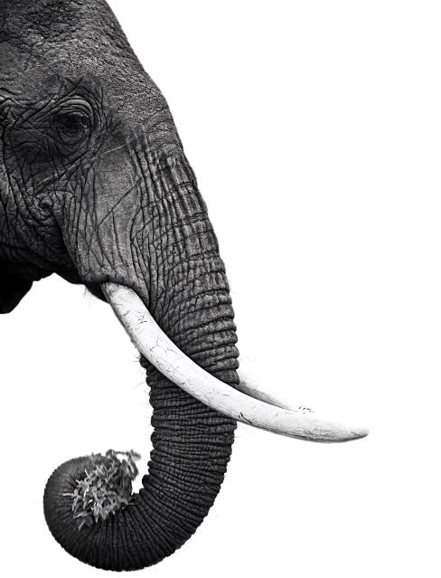 Black and White Elephant Head Canvas Art