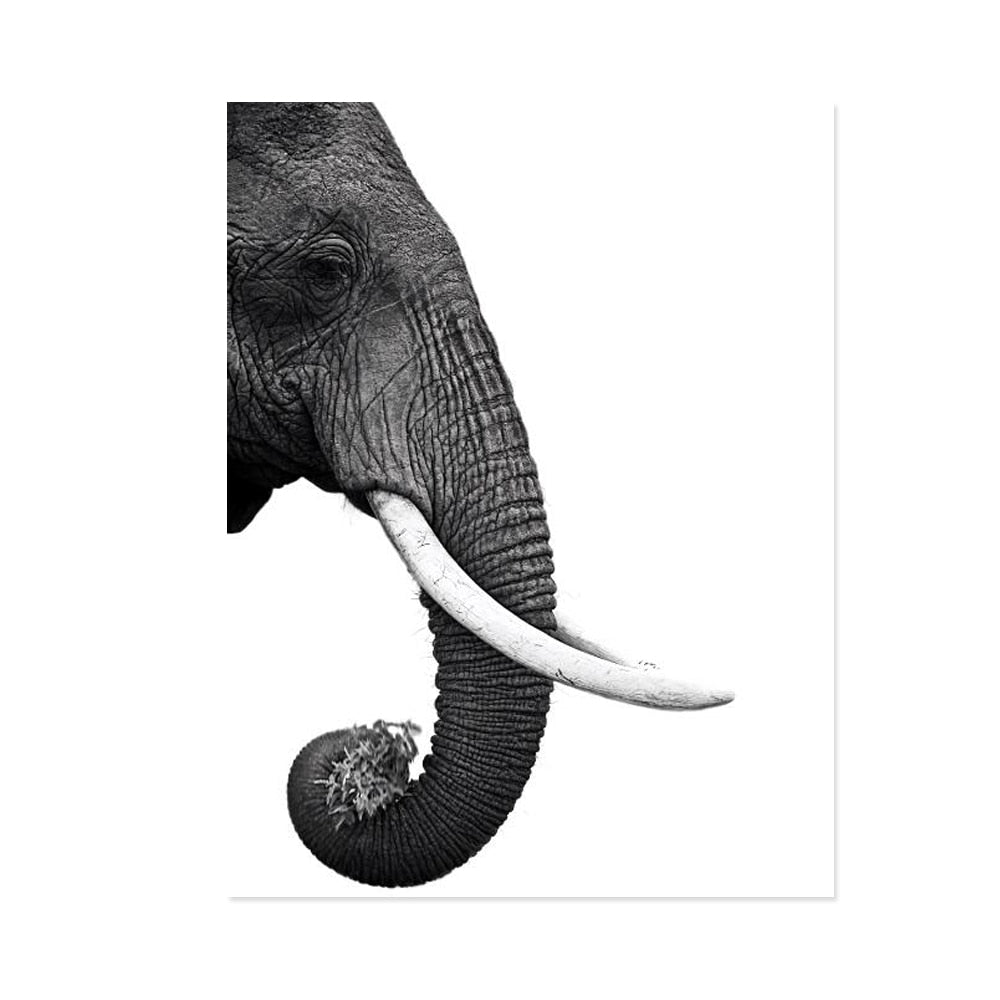 Black and White Elephant Head Canvas Art