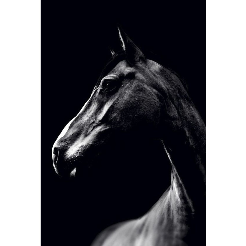 Black and White Tiger Antelope Horse Giraffe Butterfly Canvas Art