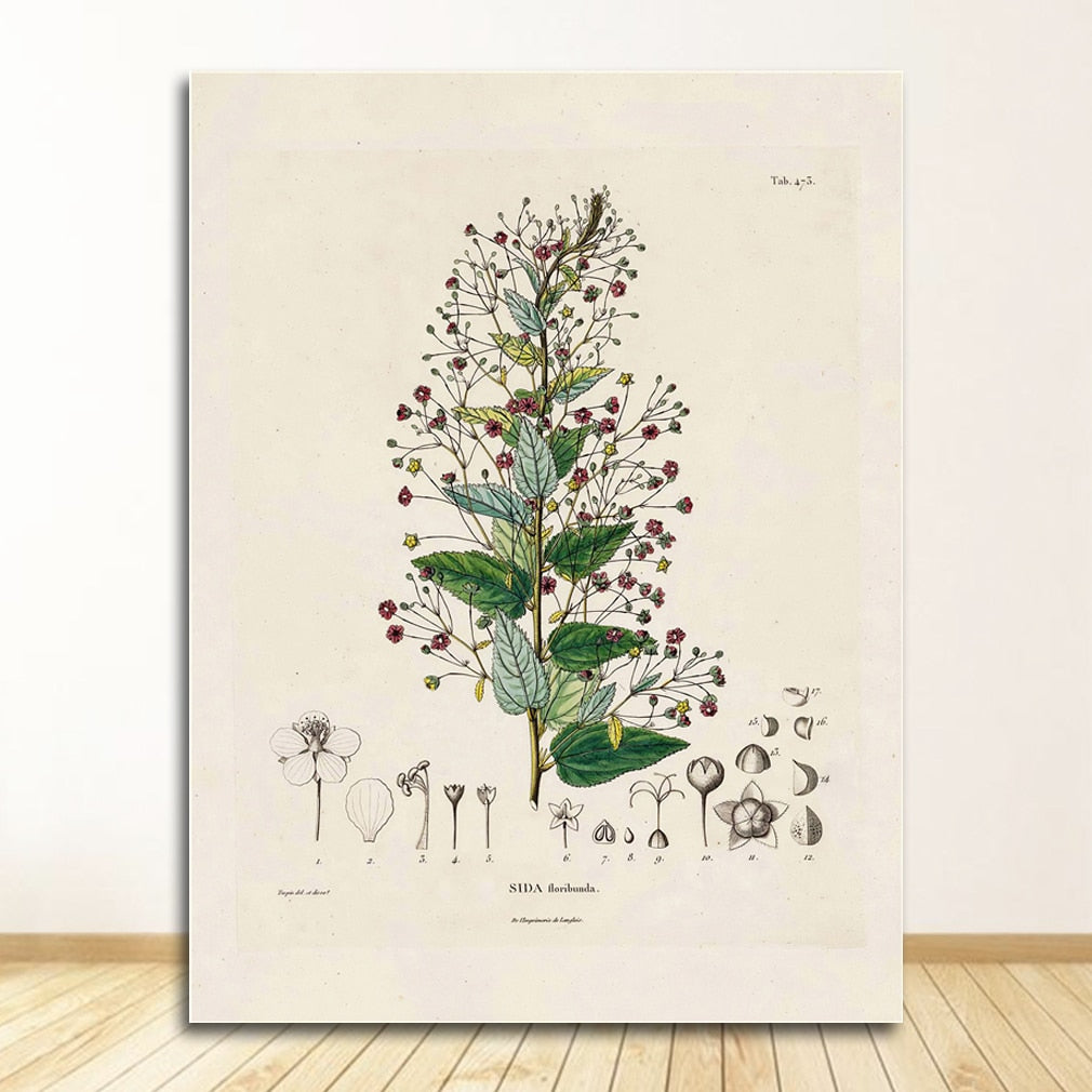 Botanical Studies Wall Art Canvas