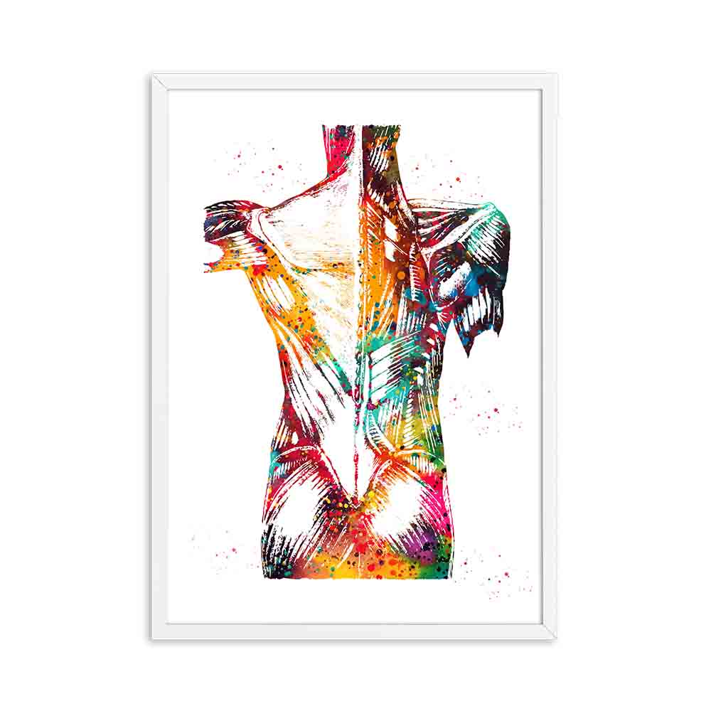 Human Anatomy Muscles System Canvas Art