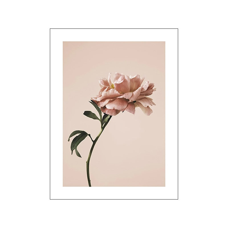 Pink Peony Rose Flower Canvas Art