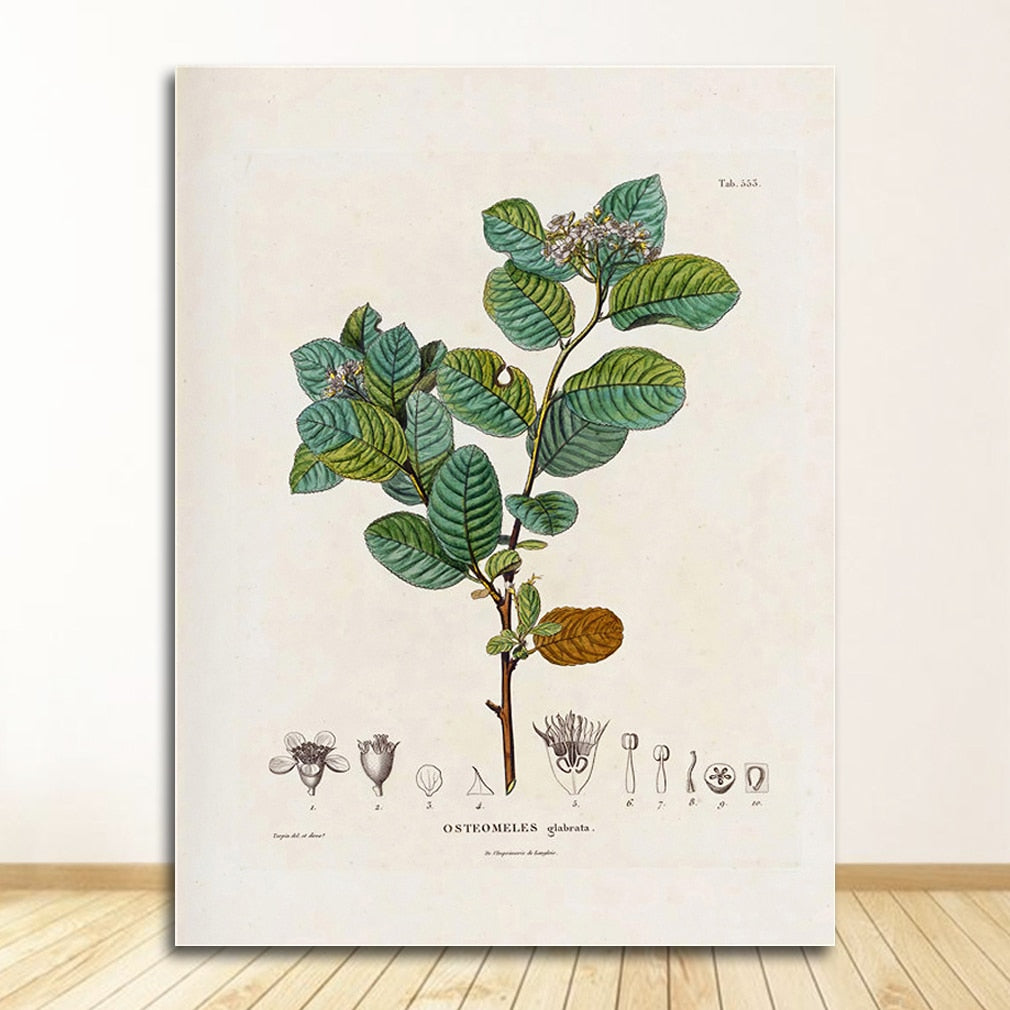 Botanical Studies Wall Art Canvas