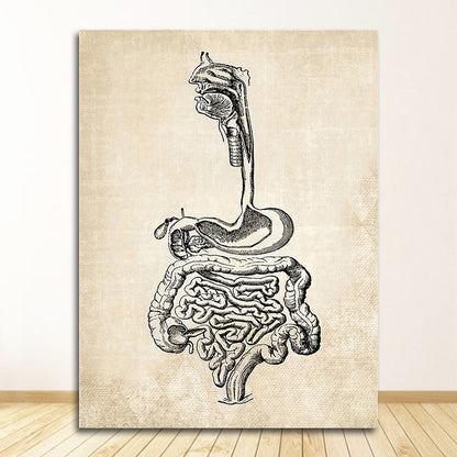 Vintage Anatomy Canvas Art