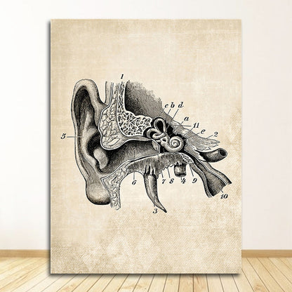 Vintage Anatomy Canvas Art