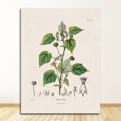 Botanical Studies Wall Art Canvas