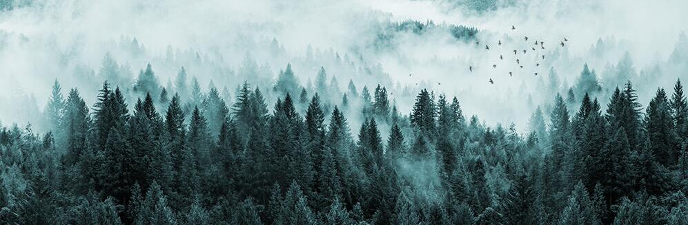 Foggy Pine Forest Landscape Canvas Art