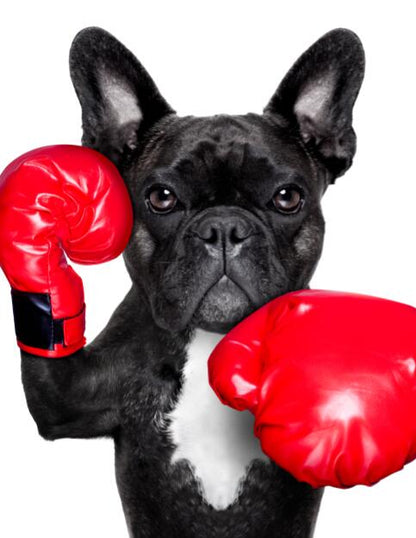 Puppy with Boxing Gloves Canvas Art