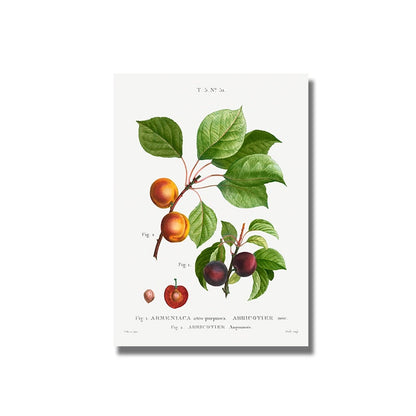 Fruit Pomegranate Cherry Grape Pear Canvas Art