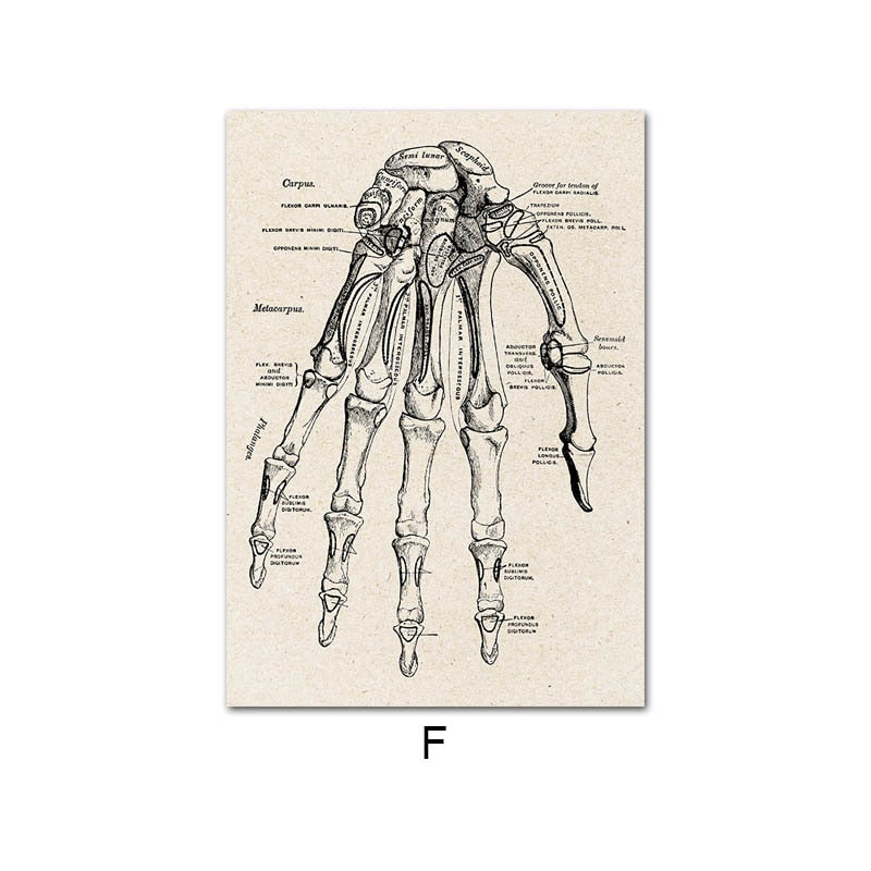 Vintage Human Anatomy Canvas Art