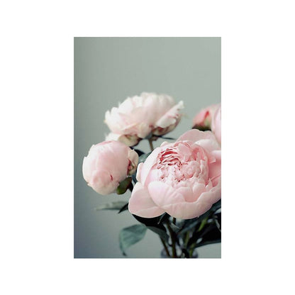 Pink Peony Rose Flower Canvas Art