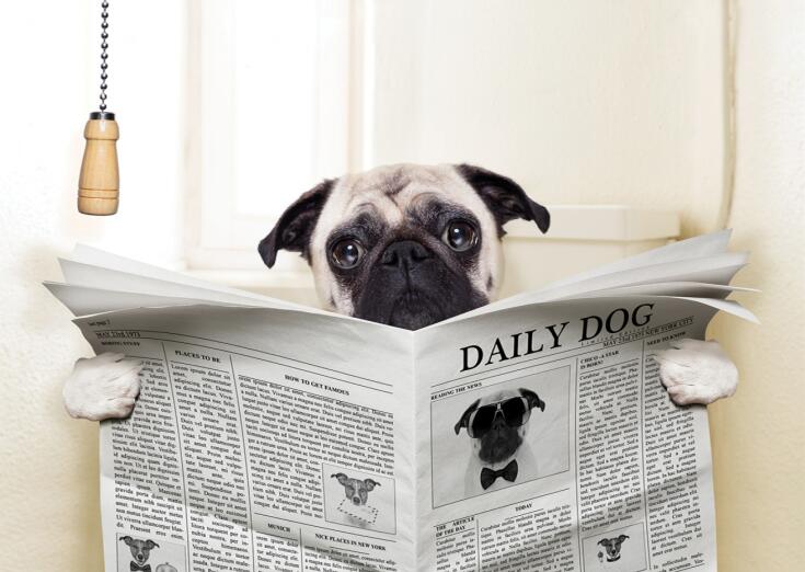 Dog Reading Newspaper Canvas Art