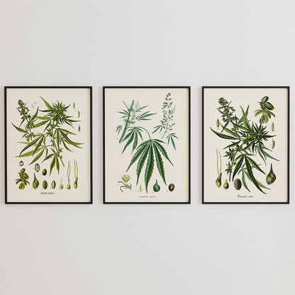 Herb Weed Botanical Vintage Canvas Art