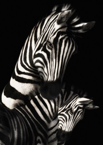 Black and White Zebra Canvas Art