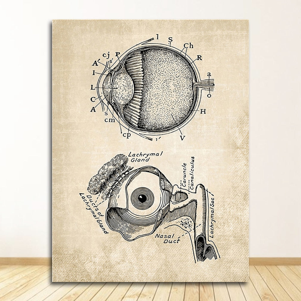 Vintage Anatomy Canvas Art