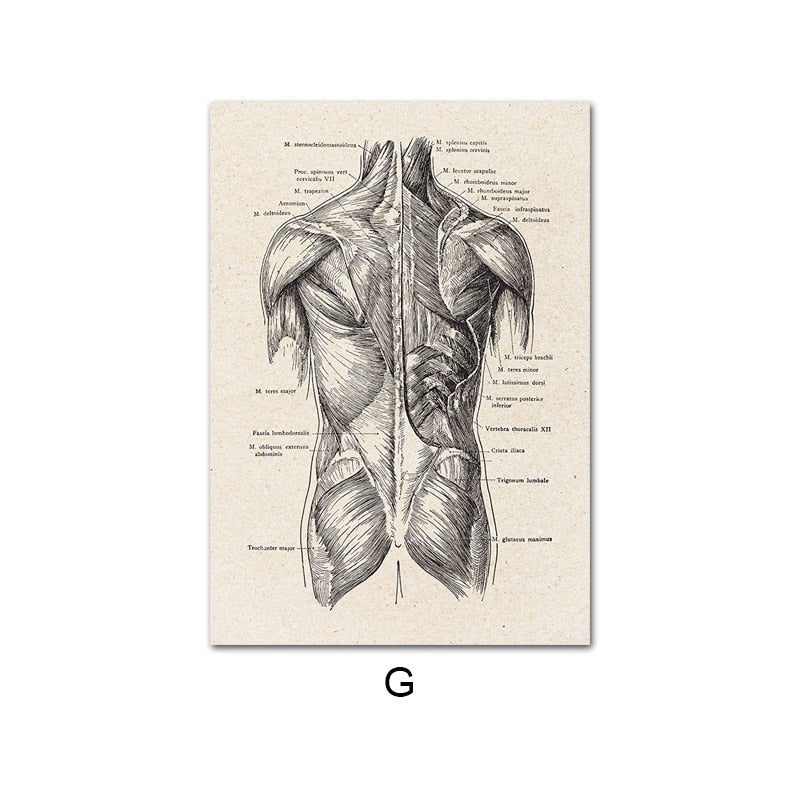 Vintage Human Anatomy Canvas Art