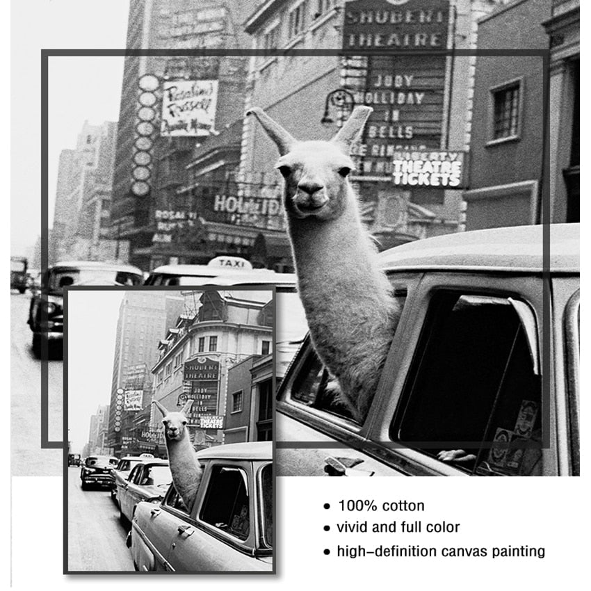 Black and White Alpaca in the Car Canvas Art