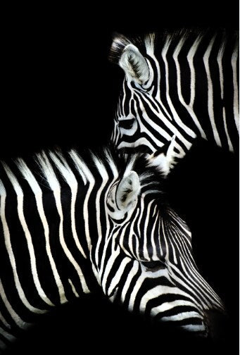 Black and White Zebra Canvas Art