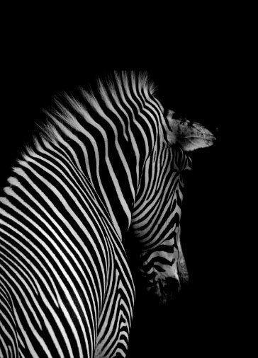 Black and White Zebra Canvas Art