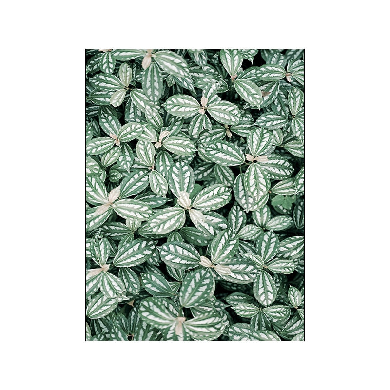 White Tulip Green Aloe Plant Canvas Art