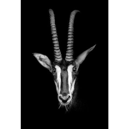 Black and White Tiger Antelope Horse Giraffe Butterfly Canvas Art