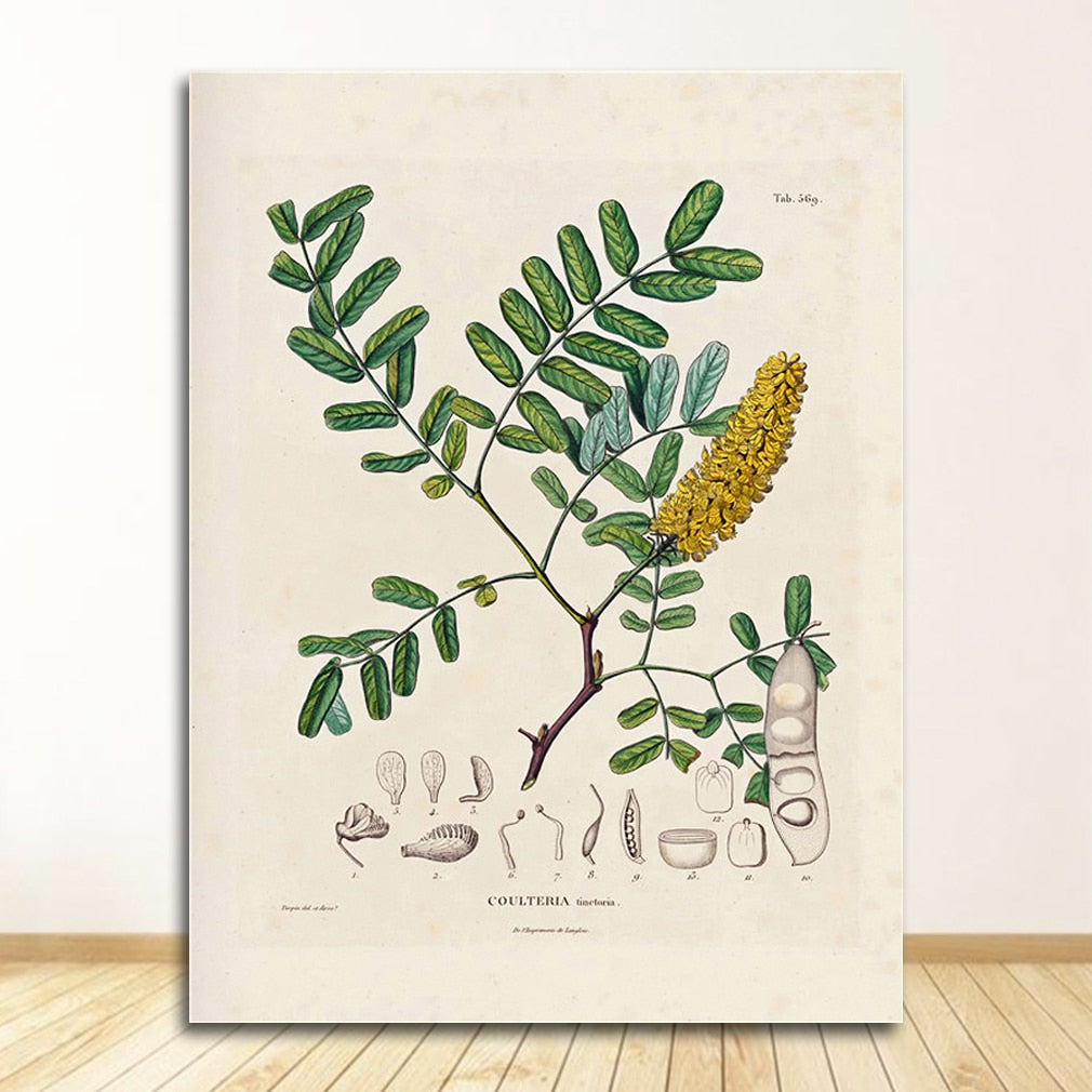 Botanical Studies Wall Art Canvas