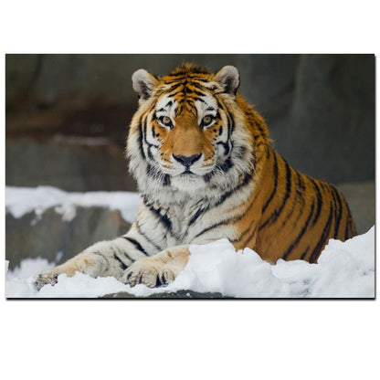 Wild Tiger Wall Art Canvas