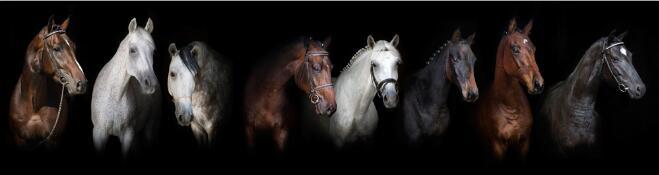 Horses Wall Art Canvas